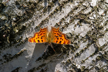 butterfly on tree resting on sun