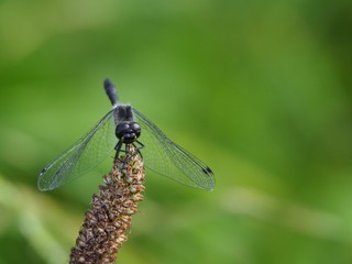 dragonfly on leaf