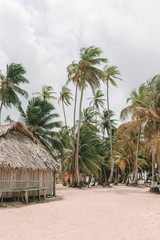 Palm Trees on Island Beach