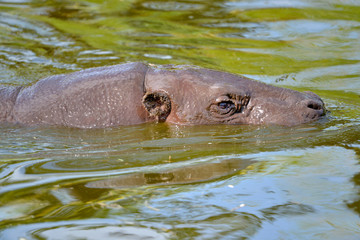 Closeup pygmy hippopotamus (Choeropsis liberiensis or Hexaprotodon liberiensis) in water