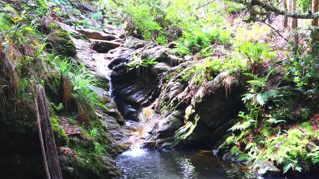 A secret hidden waterfall deep in the Knysna Forest. Fresh cold water flows slowly through the magical forest