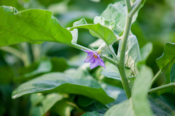 Eggplant flower - Flower of Eggplant.