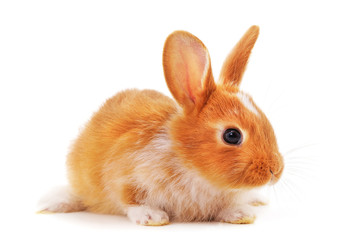 One red rabbit.