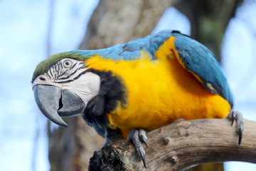  Closeup of a blue and yellow macaw on a tree branch (arara caninde, Brazil). 
