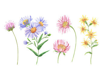 wildflowers set. watercolor drawing - obrazy, fototapety, plakaty
