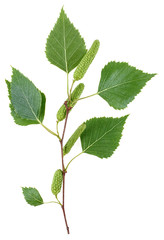 Young branch of birch with buds and leaves isolated on a white background, top view.