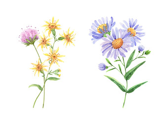 wildflowers set. watercolor drawing