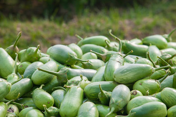 Green Eggplants in Thakurgong, Bnagladesh.