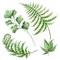 set of watercolor green leaves drawings on white background © Lana