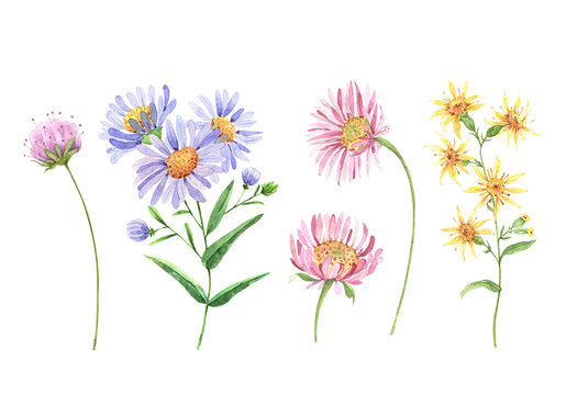 wildflowers set. watercolor drawing