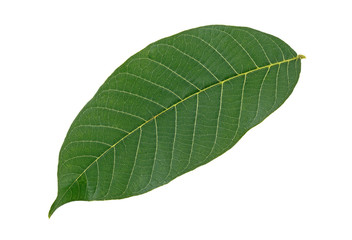 Walnut leaf isolated on a white background