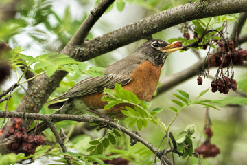 American Robin with Mountain Ash Berry