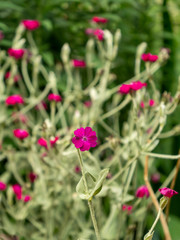 Obraz na płótnie Canvas Levkoy flowers (lat. Matthiola). A herbaceous fragrant garden plant.