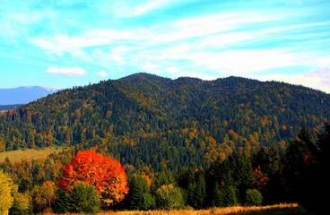 autumn landscape with yellow trees