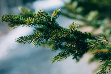 Christmas tree close-up