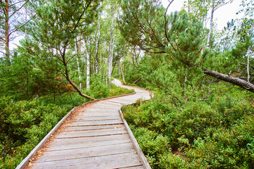 Chalupska moor represents a transitional type of moor between the valley upland moors developed along  Vltava River and mountain raised bogs of Sumava plateau. National Park Sumava (Bohemian forest)