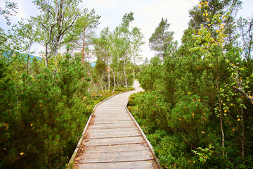 Chalupska moor represents a transitional type of moor between the valley upland moors developed along  Vltava River and mountain raised bogs of Sumava plateau. National Park Sumava (Bohemian forest)