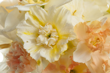 Obraz na płótnie Canvas Floral wallpaper of delicate daffodils, close.