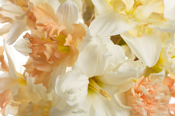 Floral wallpaper of delicate daffodils, close.