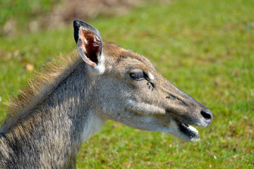 Head of female Nilgai (Boselaphus tragocamelus) seen from profile