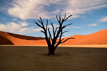 Dead tree in the desert