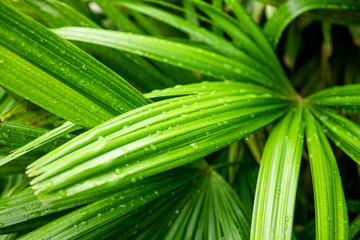 Fototapeta premium Wet Palm Fronds