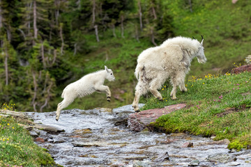 Obraz na płótnie Canvas Mountain Goat Kid Jumps Stream
