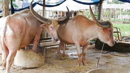 Video 4k of albino water buffalo resting at farm