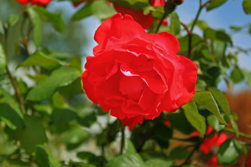 Red rose in the summer garden