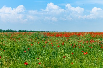 Red poppy flowers in a field