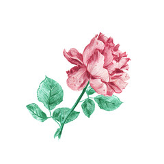 Vintage pink rose hand drawn in pencil illustration isolated on white background. Blooming flower with green leaves.