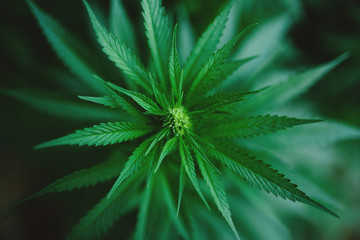 Naklejka na ściany i meble Green fresh marijuana bush outside.
