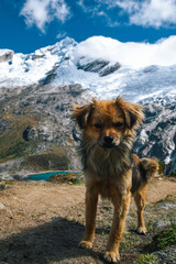 Dog on Summit of Pass on Santa Cruz Trek in Huscaran National Park in the Cordillera Blanca in Northern Peru 