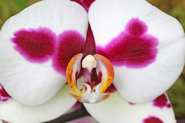 Ornamental Orchid flower