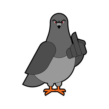 Pigeon shows fuck. Angry dove. Aggressive City Bird. vector illustration