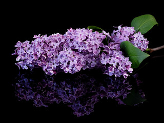 Lilac flowers on the black background