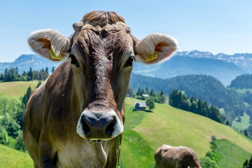 Fototapeta na wymiar Brown cow in Alps mountains, Switzerland