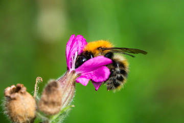 collecting my share of necter