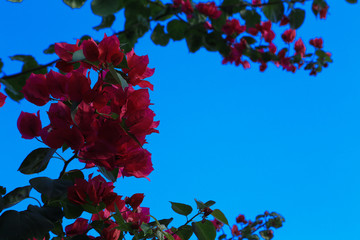 Rosa 2