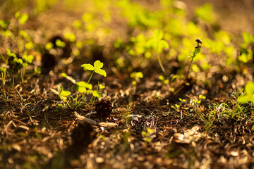 Spring awakening vegetation in the forest against the background of the setting sun