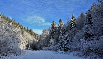 Fototapeta na wymiar winter forest in the mountains
