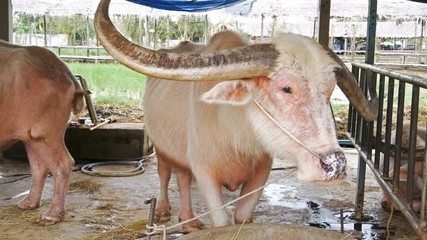 Video 4k of albino water buffalo resting at farm