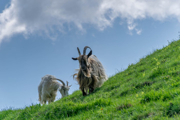 Low point of view on two goats on the hill