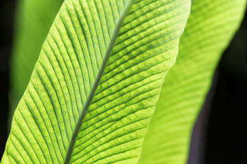 Close up of long tropical fern leaf found in the Amazon jungle