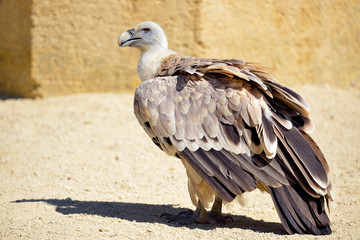 Closeup of griffon vulture (Gyps fulvus) on ground 