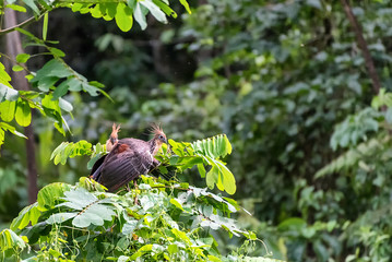 Obraz premium Exotic birds from an aviary in the Amazon in Manu National Forest of Peru