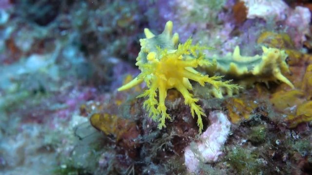  Yellow Sea Cucumber (Colochirus robustus) - Close Up - Philippines