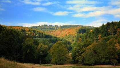 Naklejka premium landscape with yellowed trees
