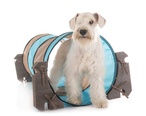 miniature schnauzer in studio