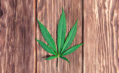 cannabis leaves on old wooden background